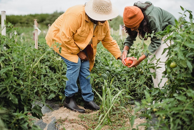 Community Gardening