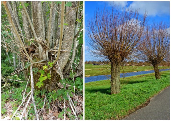 coppicing pollarding