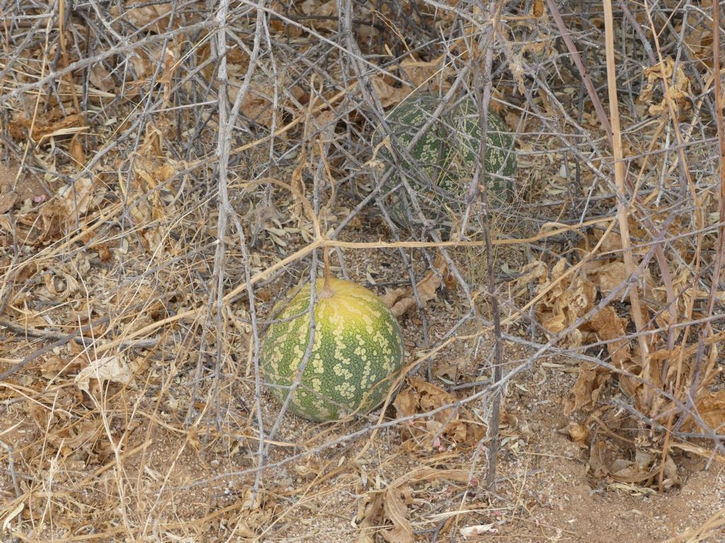 Kalahari Melon