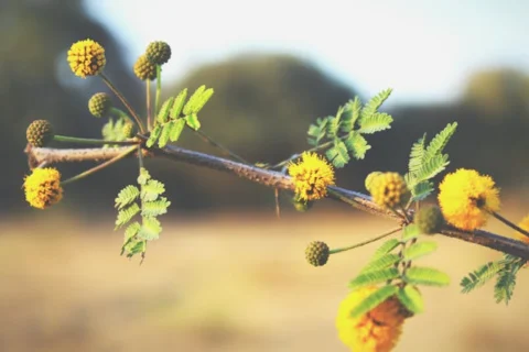 water efficient plant