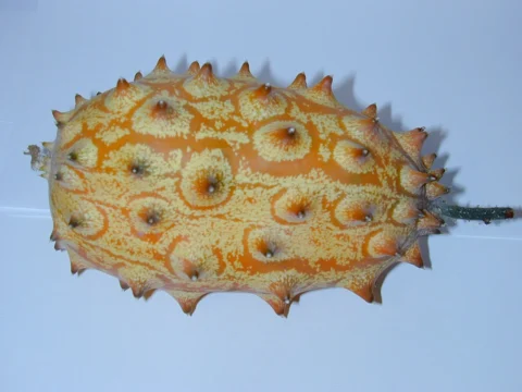 Yellow-orange horned melon fruit with prominent spines.