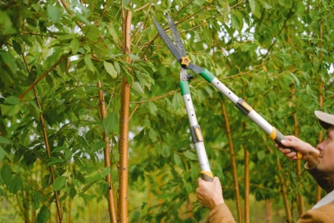 Pruning - Photo by Anna Shvets: https://www.pexels.com/photo/gardener-cutting-branches-of-tree-in-garden-5231048/