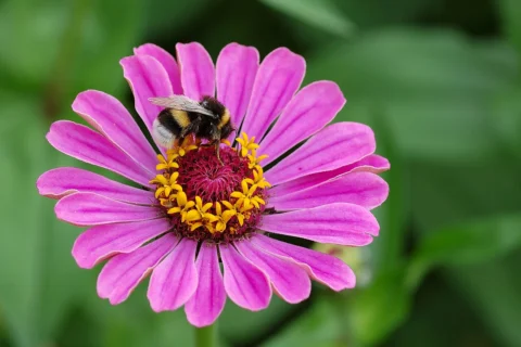 A bumblebee visiting a brightly coloured zinnia flower.