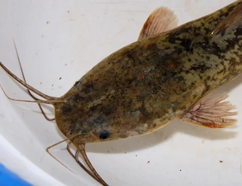 African sharptooth catfish viewed from above.