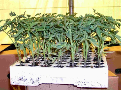 Green tomato seedlings growing in individual tray cells.