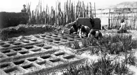 Historical view of people working among small sunken garden beds.