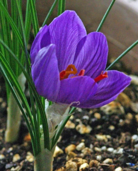 A purple saffron flower with red stigmas.
