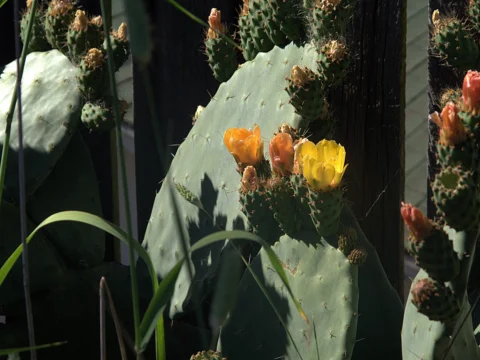 Green Opuntia cactus pads; illustrative photograph, not a verified Namibian cultivar