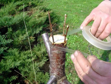 Hands wrapping a newly made graft on a tree stem.
