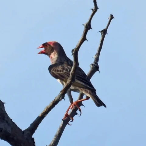 A small red-billed bird perched on a branch.