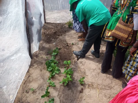 People tending leafy vegetables in a small garden enclosed with netting in northern Namibia.