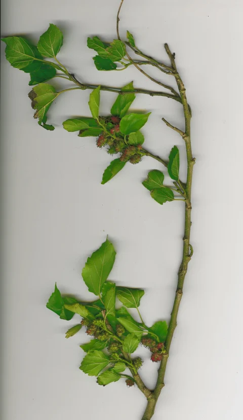 A mulberry branch with fresh green leaves.