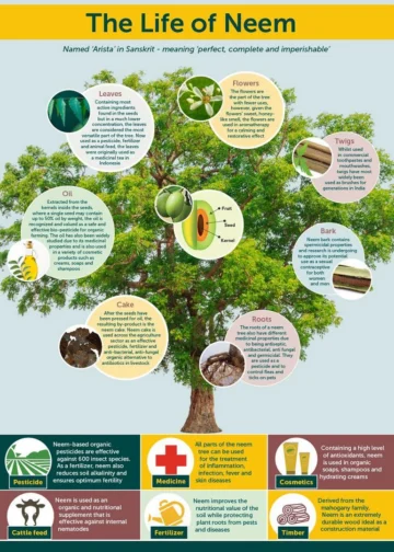 Neem tree