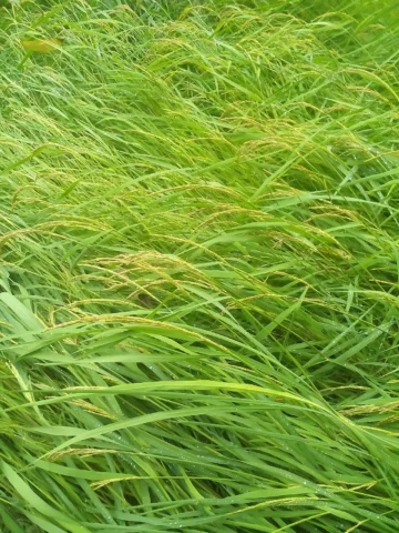 Green rice plants growing in a paddy landscape.