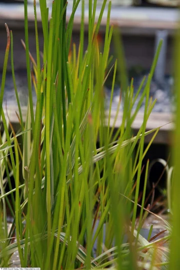 Upright green stems of Chinese water chestnut.