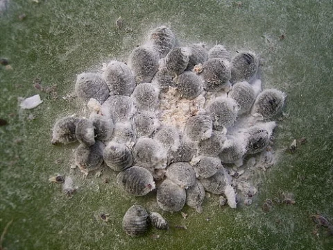 cochineal - image from Wikipedia