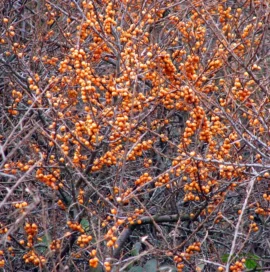 Orange sea buckthorn berries clustered along thorny branches.