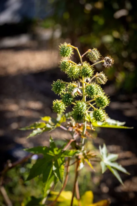 castor oil plant