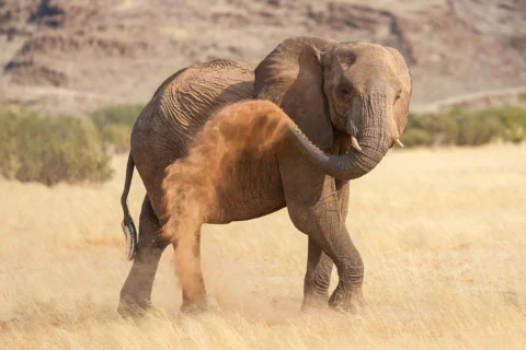 Elephant throwing dust over its body in Damaraland.