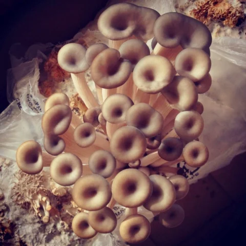 Cluster of cultivated mushrooms emerging from substrate.