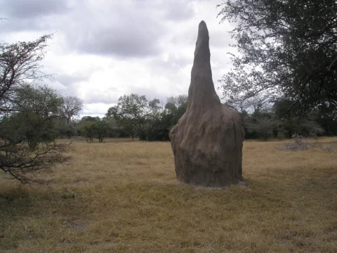 A tall termite mound in an open wooded landscape.