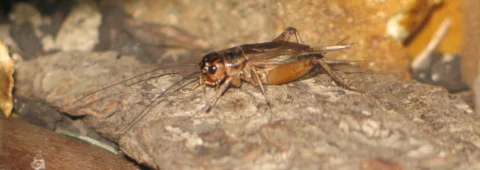 A brown cricket on a rough surface.