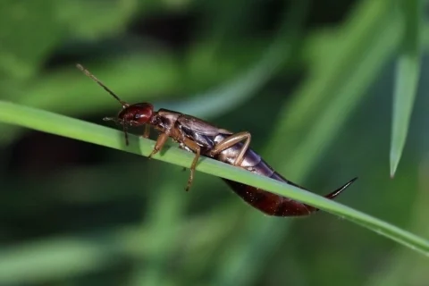 Female earwig on a narrow leaf, showing the pincers at the tail.