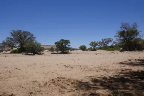 Ana trees in a sandy Damaraland landscape.