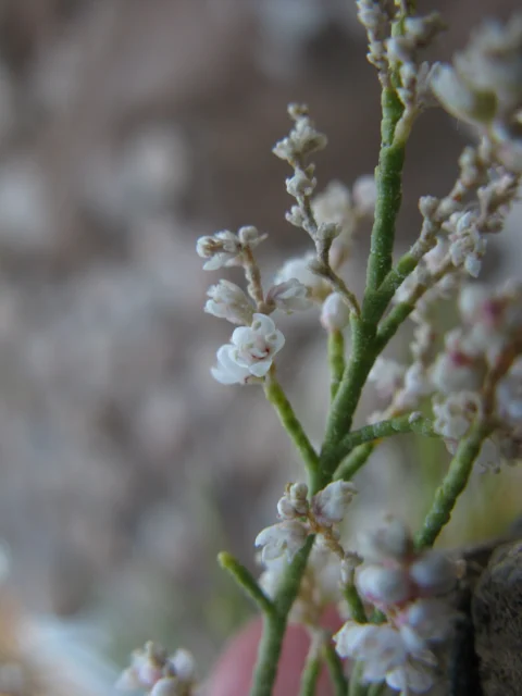Fine, pale-green Tamarix usneoides branches.