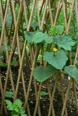 Cucumber leaves and stems climbing a lattice support.