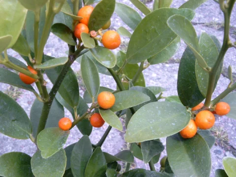 Kumquat