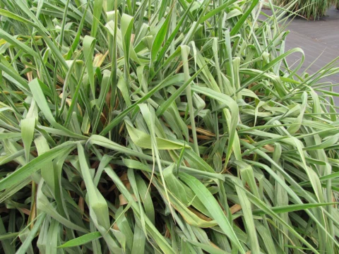 A dense stand of green Mulato hybrid forage grass.