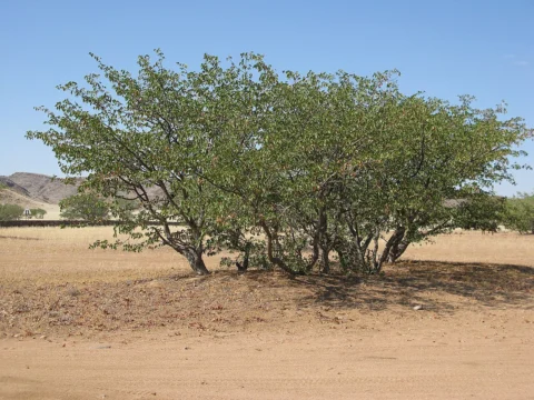 A multi-stemmed mopane tree in a dry landscape.