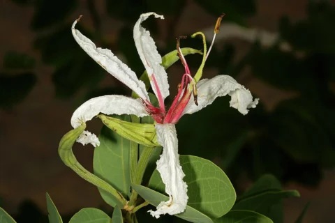 A white Bauhinia petersiana flower with long pink stamens beside a two-lobed leaf.