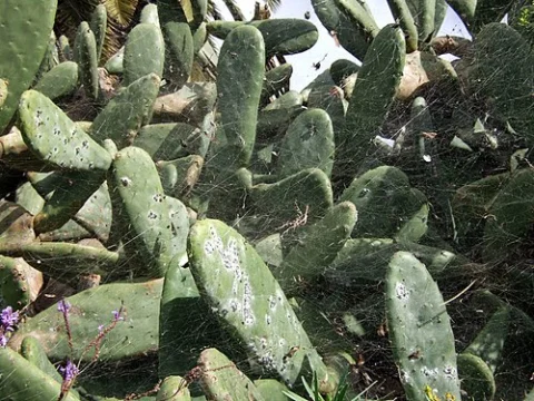 cochineal infected Opuntia - image from Wikipedia