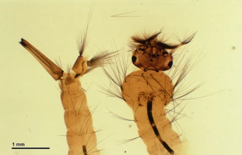 A magnified prepared mosquito larva.