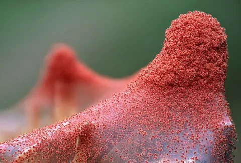 Red Spider Mite