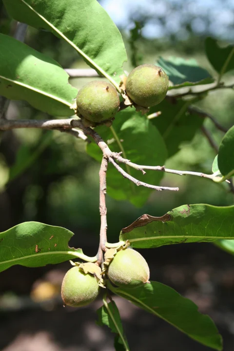 Green Diospyros mespiliformis fruit on a leafy branch.