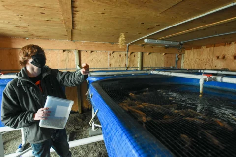 A grower tending fish in a greenhouse aquaponic system.