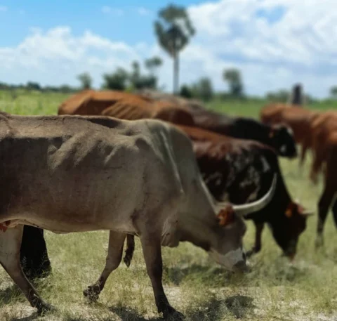 Cattle grazing among grass and trees at Olupandu
