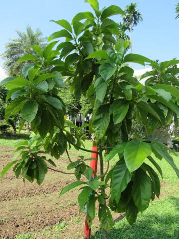 Young avocado tree with green leaves.