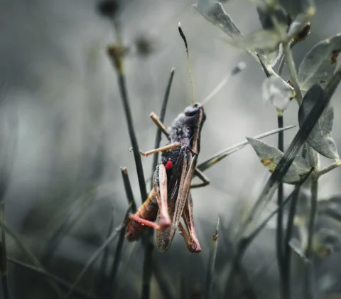 grasshopper