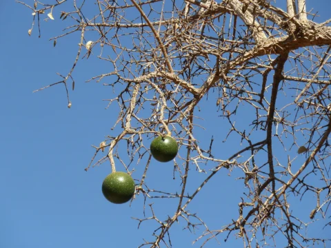 Round, hard-shelled monkey-orange fruit among green leaves.