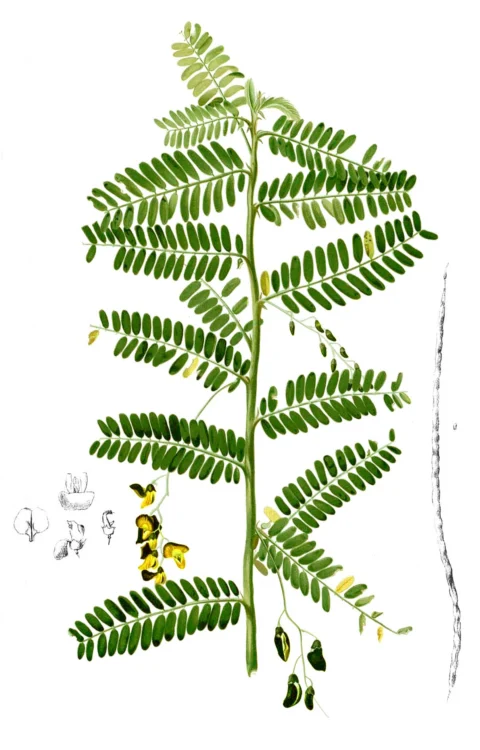 Botanical illustration showing Sesbania leaves, flowers and pods.