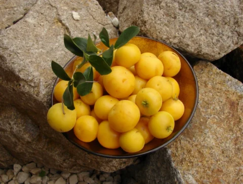 Kei apple fruit