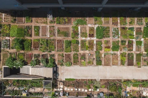 Urban Agriculture