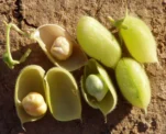 Green chickpea pods and pale seeds.