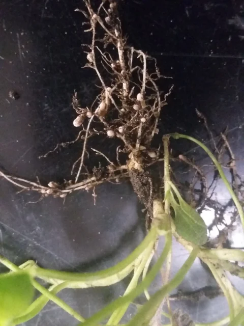 Small rounded nodules visible on branching clover roots