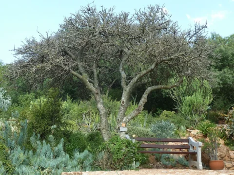 A dense, mature Kei apple tree in a botanical garden.