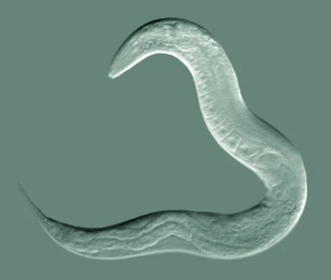 Nematodes